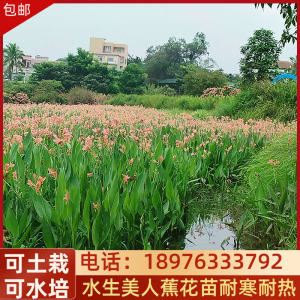 水生四季美人蕉易养花苗花卉庭院花园池塘绿植造景水培地栽植物