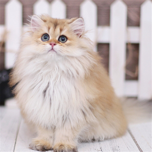 cfa认证猫舍出售黏人宠物猫长毛金渐层金色金吉拉幼猫纯种双血统