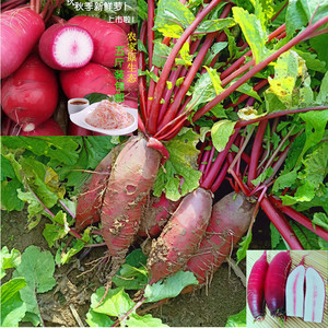 新鲜穿心红萝卜现拔现发甜脆邳州农家紫皮水果萝卜徐州红皮辣萝卜