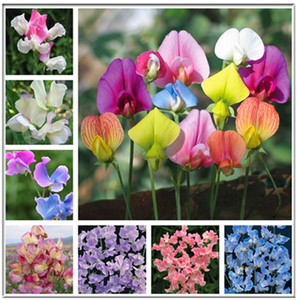 英国进口香豌豆芳香易种之美丽的豌豆花盆栽 多色可选