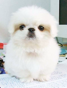 纯种健康京巴幼犬 出售北京犬狮子狗 小型犬京巴宠物狗狗活体幼犬