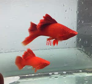 高鳍红箭鱼活体