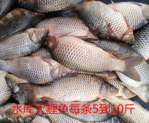 东北水产冷水黑龙江水库大鲤鱼500克一份一条拍3到5分