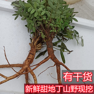 野生新鲜甜地丁根米口袋老鼠布袋草紫花地丁萝卜中药材批代包邮