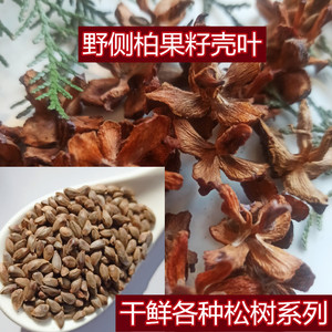 干侧柏壳籽叶新鲜果野松树子枕头芯助睡眠生乌发包邮批代发中药材