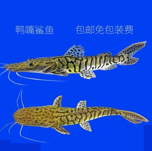 虎纹鸭嘴鲨鱼活体虎斑鸭嘴凶猛鱼底层稀有肉食大型热带观赏鱼宠物