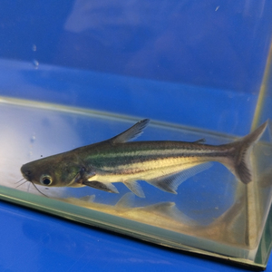 癫子商务淘宝淡水蓝鲨鱼热带观赏宠物鱼新手易养鱼斧头虎头鲨中型鱼