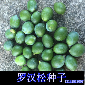 罗汉松种子小叶日本黑松落叶松华山松雀舌湿地雪松树马尾松树种籽