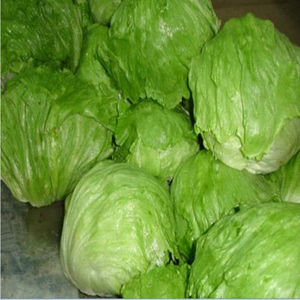 包心西生菜种子结秋生菜籽圆生菜汉堡球耐抽苔秋季四季蔬菜种孑