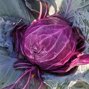 云南紫包菜圆包菜紫甘蓝新鲜现摘现发6斤当季蔬菜整箱包邮