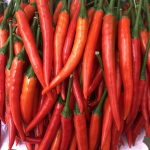 云南新鲜小米辣朝天辣椒新鲜现摘现发中通包邮