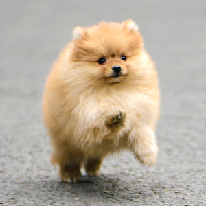 博美犬幼犬纯种真狗茶杯俊介活体小型犬迷你宠物狗小体袖珍犬可爱