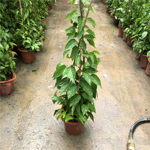 80那些年1215淘宝攀爬植物炮仗花苗 鞭炮花苗 红爆竹花 油麻藤 围墙