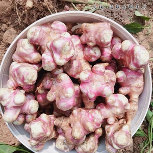 现挖红皮洋姜新鲜蔬菜鬼子姜不辣野生红果皮腌酱泡咸菜种姜10斤