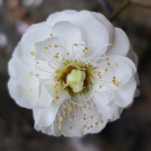 000人付款淘宝玉蝶盆景老桩梅花室内耐寒绿植浓香型花朵艳丽香满屋t