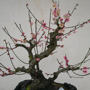 卖花渔村原生红梅矮霸老桩梅花盆景宫粉梅桩树桩盆栽一物一拍花卉