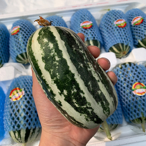 博洋九号香瓜 10斤/箱 新鲜水果 甜瓜 酥脆 酥瓜 玻璃翠香瓜