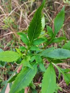野生白花败酱草 新鲜菥蓂草 遏蓝菜白花苏败酱中药材包邮现挖