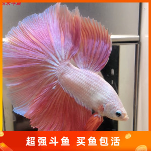 展示级粉色白色荧光泰国斗鱼半月将军马尾易养活小型热淡水带鱼