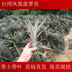台湾金钻凤梨苗地菠萝苗树苗当年结果盆栽地栽凤梨苗广西发货带叶