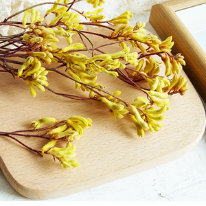 花野 袋鼠爪干花diy材料包配材相框团扇手居家装饰干树枝手工植物