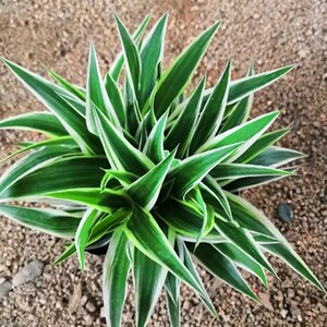 矮珠宽叶吊兰 金边吊兰青叶吊兰新品种净化空气吸甲醛