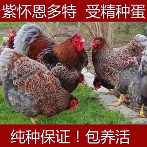 怀恩多特鸡蛋观赏鸡 大体型紫色怀特 黑白花怀特种蛋受精蛋可孵化