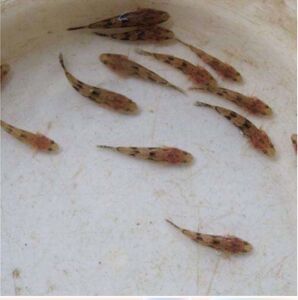 泰国笋壳鱼苗云斑尖塘鳢虎头鱼呆子鱼沙塘鳢草鱼虎头鲨淡水花养殖