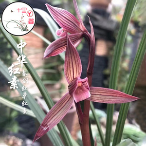 【十里兰香】春剑 中华红素 兰花 中国红 色花浓香老种原生兰花苗