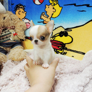 纯种吉娃娃犬幼犬活体宠物狗狗泰迪狗博美犬茶杯犬比熊幼犬宠物狗