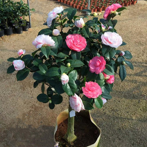 乔伊茶花名贵品种山茶花大花径红乔伊带花苞盆栽观赏绿植珍贵花卉