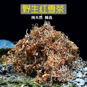 红雪茶野生西藏