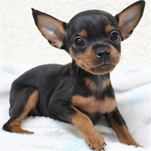 鹿狗小鹿犬小型