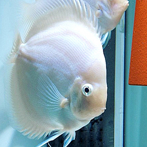 七彩神仙鱼雪玉