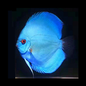 七彩神仙鱼蓝钻