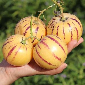 云南人参果种子四季播种农家盆栽庭院种植菜园人心果蔬果蔬菜种子