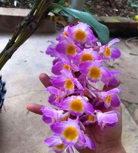 泰国特红灯笼石斛 泰国红灯笼石斛 个体红花