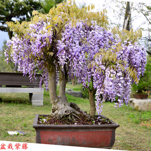 紫藤花树苗盆栽攀藤植物阳台庭院栽植爬藤绿植观花老桩盆景苗木