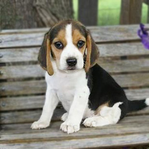 000人付款淘宝比格犬幼犬纯种米格鲁猎兔犬宠物活物巴吉度短毛幼崽