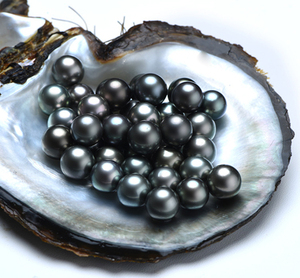 大溪地黑珍珠蚌