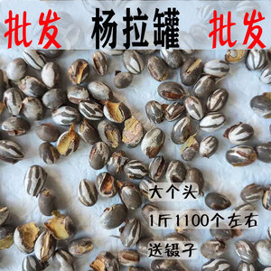 杨拉罐1斤包邮洋辣子罐蛋杨喇洋拉洋辣活杨拉子羊拉杨喇罐坦克虫