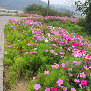 四季室外庭院开花易活花籽格桑花户外路边公园景观绿化草花花种子
