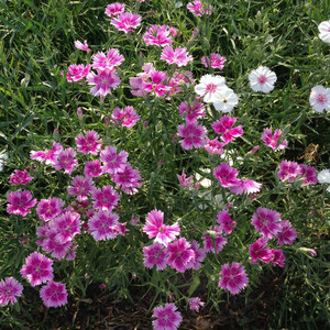 宿根花种紫叶炸酱草四季室外易活球根花卉植物庭院花籽4人付款12