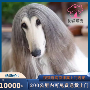 北京纯种阿富汗猎犬幼犬活体多米诺大型长毛狗宠物狗黑色灰色白色
