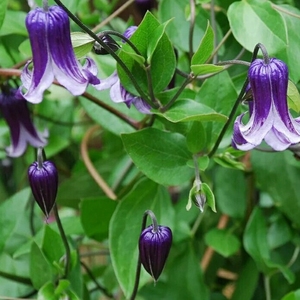 新手必入款紫铃铛如古 皮实好养开花机器阳台花卉室内盆栽绿植