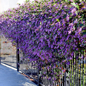 澳洲小紫藤盆栽苗虹越庭院花园公园花架篱笆观赏攀援爬藤花卉苗
