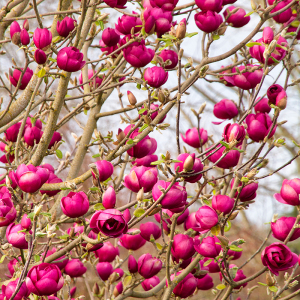 玉兰黑色郁金香盆栽苗虹越庭院花园乔木花卉清香木兰白玉兰辛夷花