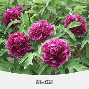 落叶宿根花卉