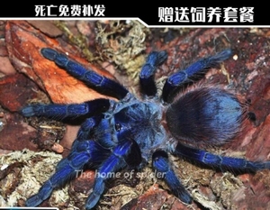巴西大蓝蛛3-6厘米母蜘蛛温顺活体宠物漂亮新手推荐