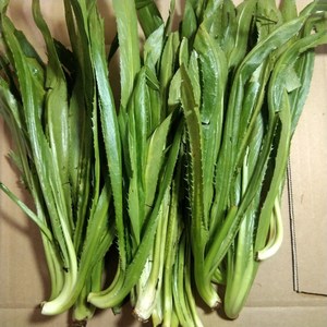 新鲜泰国香菜50g250g500g三种重量规格选购 泰国芫茜 芫荽 大香菜